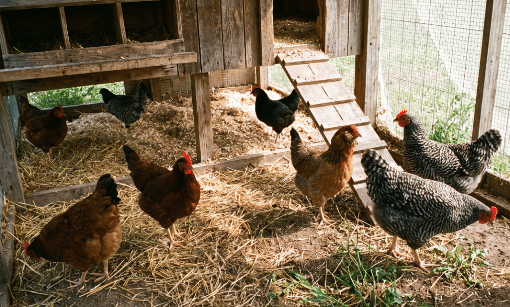 How Does Bird Flu Spread