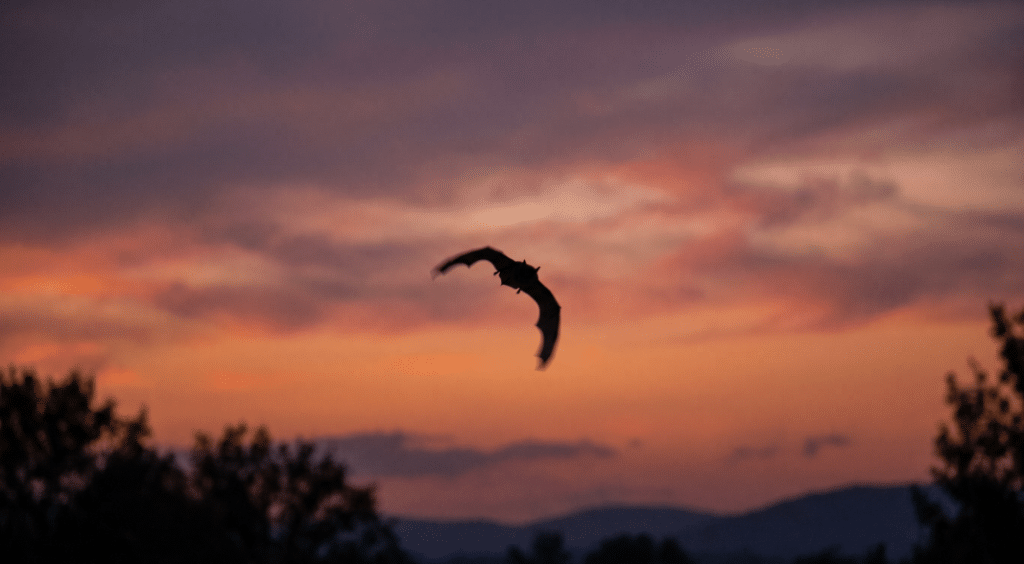 Is a Bat a Bird
