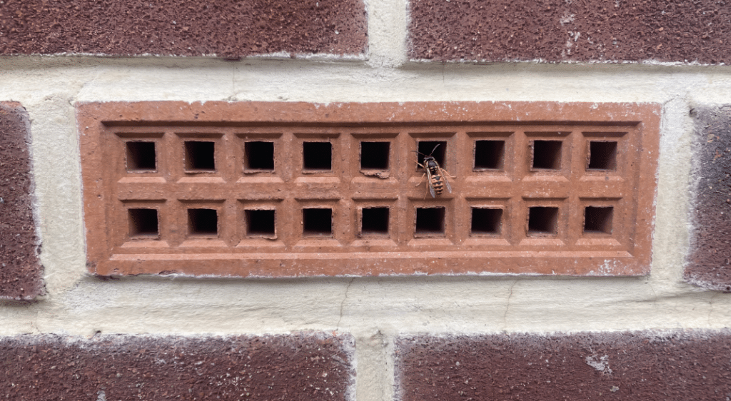 Where Do Wasps Nest - Edinburgh Airbrick