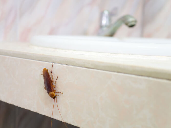 Bathroom Roach 