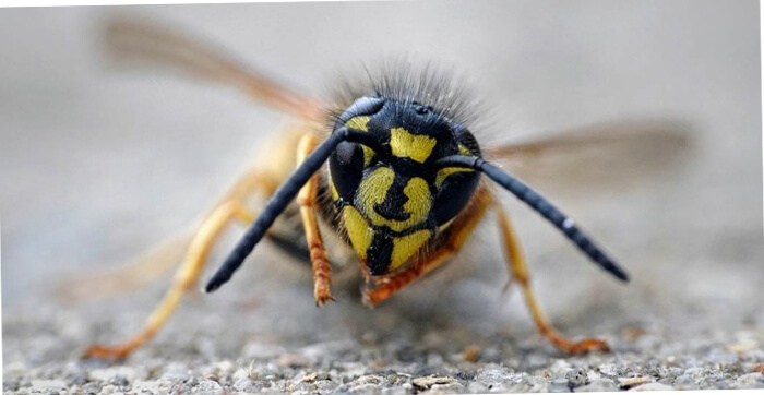 Why Were There So Many Wasps in 2018?